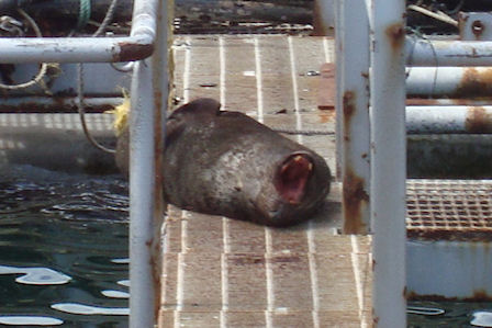 Seal - Neuseeland 2010