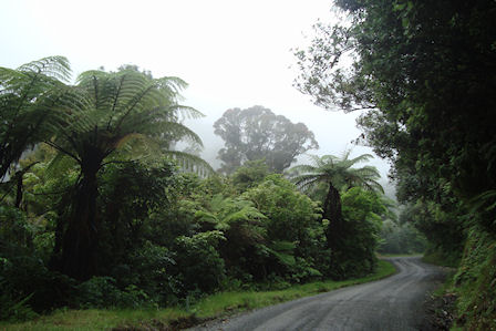 New Zealand Fern trees - Neuseeland 2010