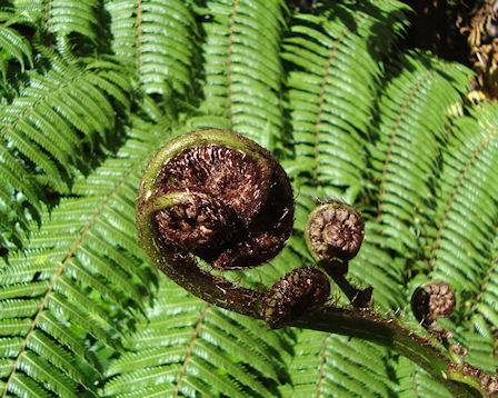 New Zealand fern trees - Neuseeland 2010
