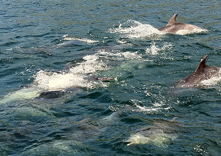 Delfine - Neuseeland 2010