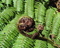 New Zealand fern trees